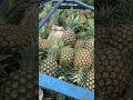 Pineapple Delivery in trailer
