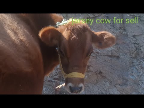 For Sale Pawan Dairy Farm In Solan Himachal Pradesh Youtube