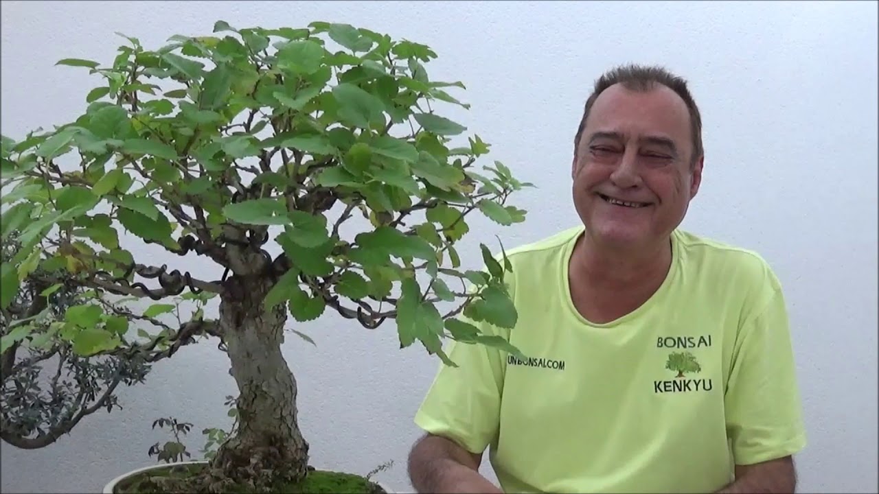 Plagas en nuestros bonsais, como tratarlas