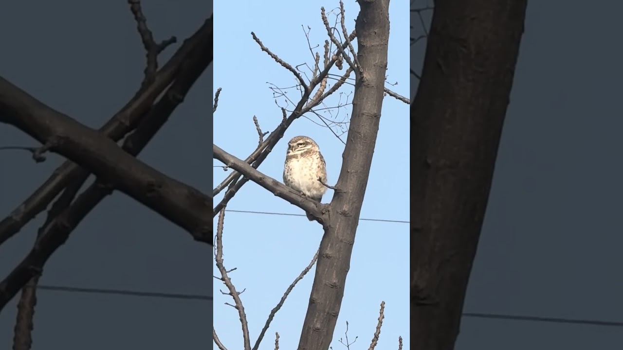 Owls, Mynas, Parrots, Crows and a squirrel in one frame of nature
