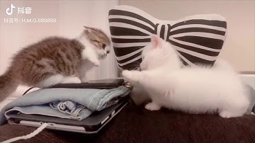 Cười thư giãn cùng khoảnh khắc đáng yêu của thú cưng (Complication videos)