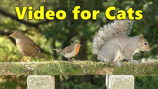 Cat TV City ~ Videos for Cats to Watch Birds ⭐ 8 HOURS ⭐ by Paul Dinning 7,747 views 9 days ago 8 hours, 3 minutes