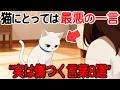 猫はこう翻訳している！猫に言ってはいけない一言【猫雑学】
