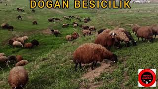 Kuzulu Koyun Sürüsü Izlemeye Buyrun Çok Güzel 💛💙 Ğanbesi̇ci̇li̇k, Üvenarıcılık Şfet