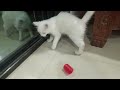billi khel rahi thi mashallah bhot achi hai #minivlog ##
