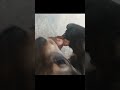 The puppy injured due to human carelessness #dog #hope #puppy