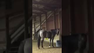 Ce cheval voit sa maîtresse pleurer 🥺💛 #animauxmignons #animaux #cheval