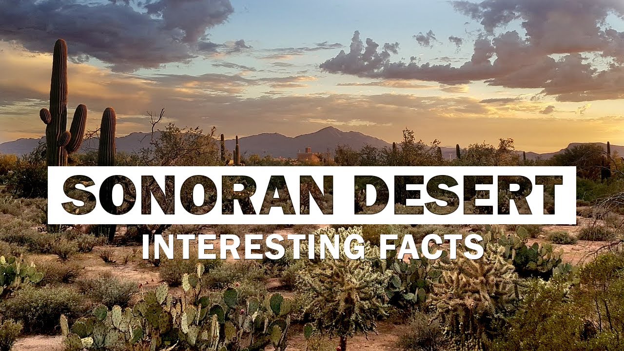 17 интересных фактов о пустыне Сонора | Самая жаркая пустыня Северной Америки