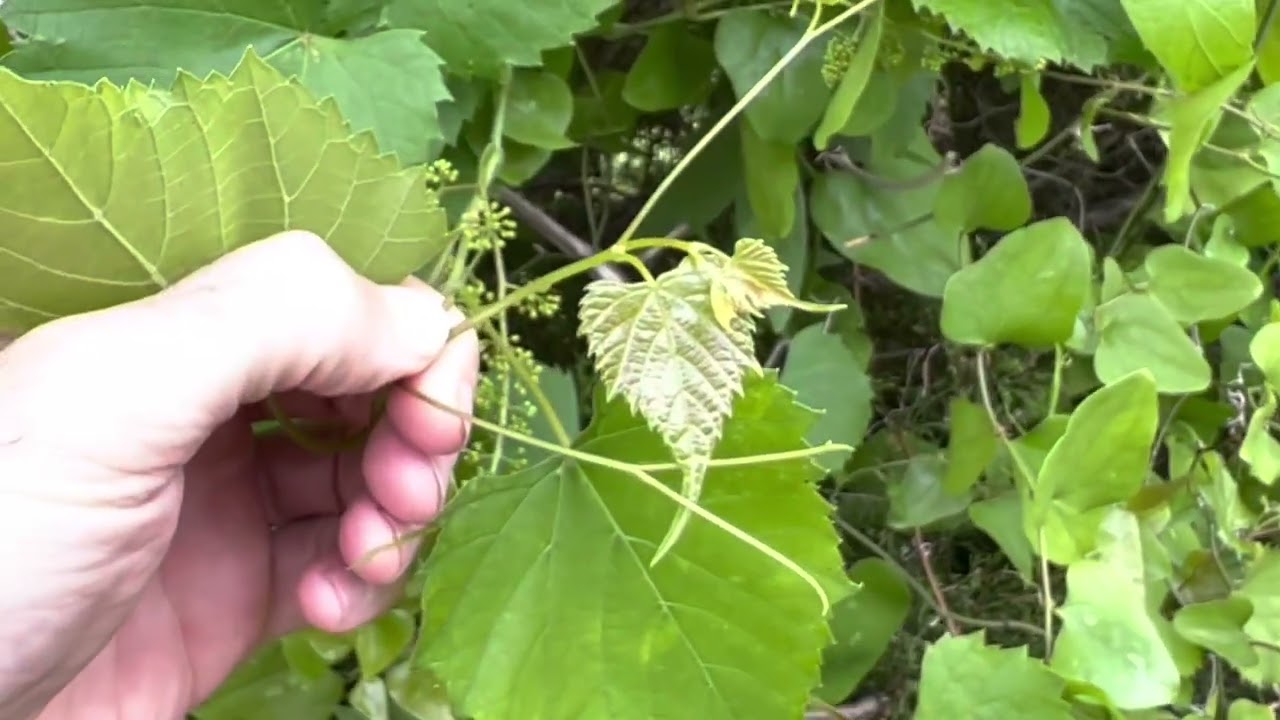 Developing Frost Grapes
