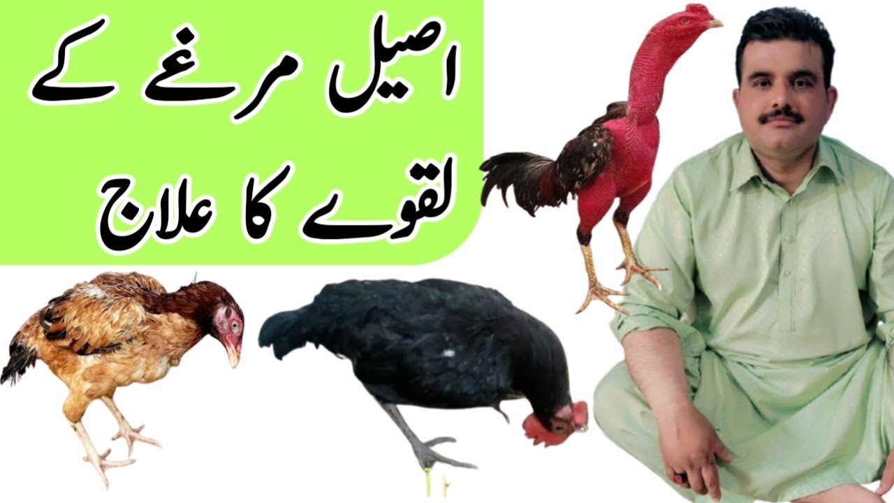 Aseel Murga Ka Laqwa Ka Ilaj | Abbas Modern Aseel | Laqwa Ka Garante Sai Ilaj