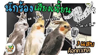 BG HOUSE EP.7 เจ้า3แสบค็อกคาเทลร้องเพลงเพี้ยน อะหรือ..อะหรือว่าร้องไม่เป็น Are cockatiels singing?