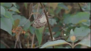 AURORA - RUNAWAY (30 DETIK)