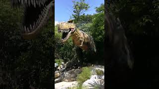 ทีเร็กซ์  trex ไดโนเสาร์ dinosaur shorts shortvideo