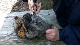 How to Improve Fertility Tail Feather Clipping True Rumpless Araucana Rooster Chicken Egg