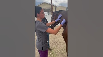 Skill 40- equine IM injection