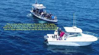Dana Point Captain harasses whale (Matt Evers)