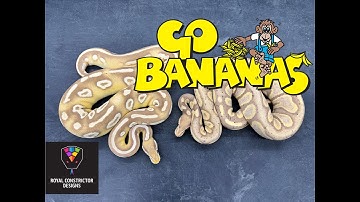 All about the Banana gene, what you need to know and NOT!