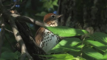 wood thrush