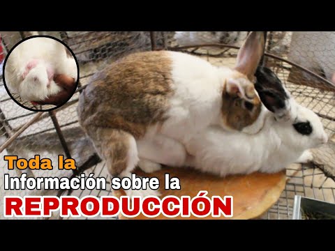 Video: ¿Cuándo alcanza la madurez un conejo salvaje?