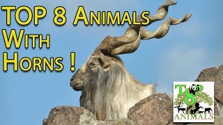 Top 8 Animals With Horns !