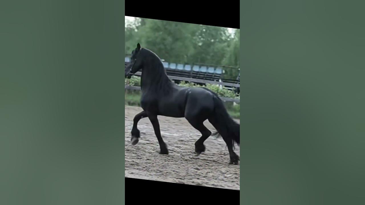 Эдит Фризкая лошадь - YouTube