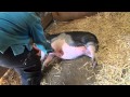 Harvest home animal sanctuary mohawk the pig gets a belly rub