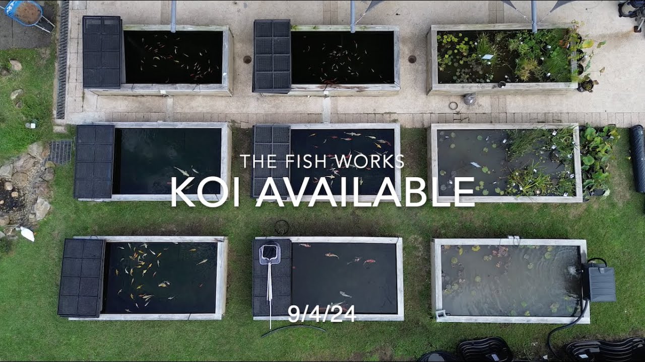 current koi available at The Fish Works 9/4/24 - YouTube