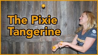The Magical Citrus - The Pixie Tangerine! The FruitGuys