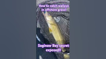 How to catch walleye in the grass