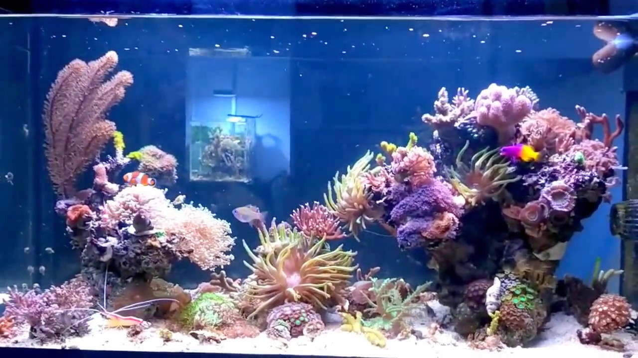 Mein 200 Liter MeerwasserAquarium My 50 gallon reef tank YouTube Mein 200 Liter MeerwasserAquarium My 50 gallon reef tank YouTube