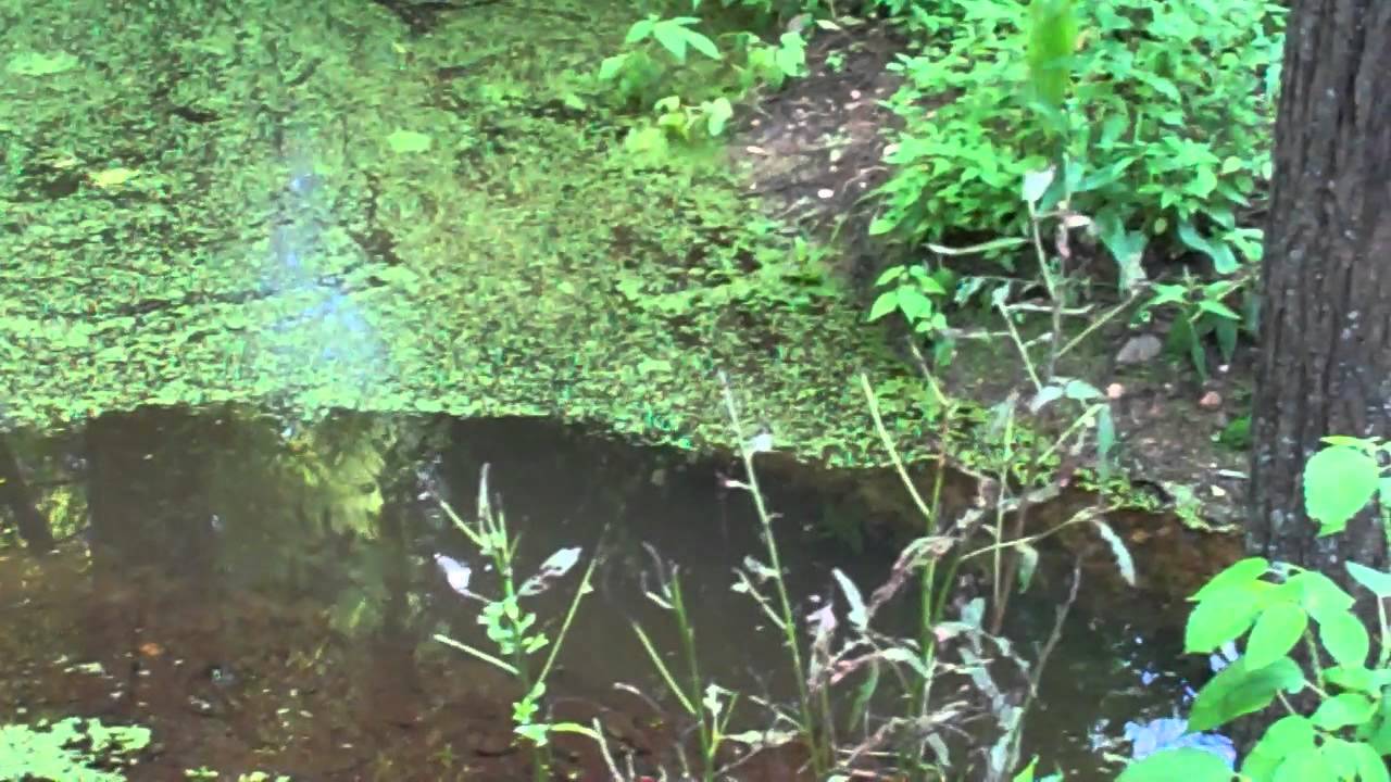 Palmyra Cove Nature Park 23.MP4