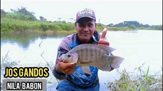 Tarikan nila babon penuh kebahagiaan