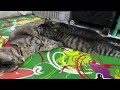 Mother Cat Breastfeeding Her Cute Kittens