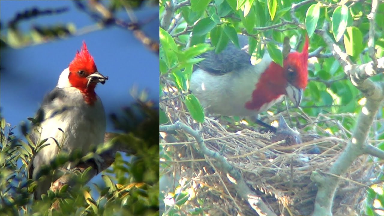 MI PRIMER REGISTRO DE UN NIDO DE CARDENAL COPETE ROJO / FIRST RECORD OF A RED-TUCKED CARDINAL NEST