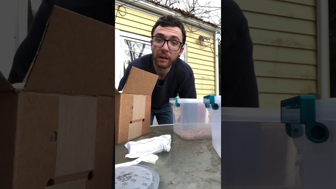 Unboxing Crickets And Superworms From Rainbow Mealworms YouTube Unboxing Crickets And Superworms From Rainbow Mealworms YouTube