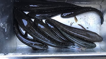 Số 05: Chuyến câu Tân Phước Tiền Giang đầy thú vị