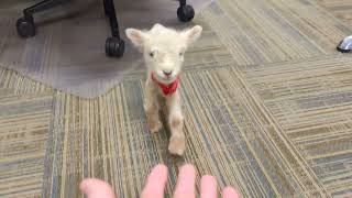 Boss brings 4-day old baby sheep to work