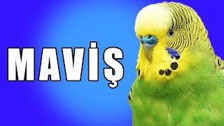 Maviş Sesi Muhabbet Kuşu Konuşturma Egzersizi