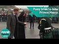 Meghan Markle laughs as pony tries to bite Prince Harry