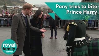 Meghan Markle laughs as pony tries to bite Prince Harry