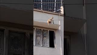 Aaj mai upar😂#funny #youtubeshorts #explore #viral #animals