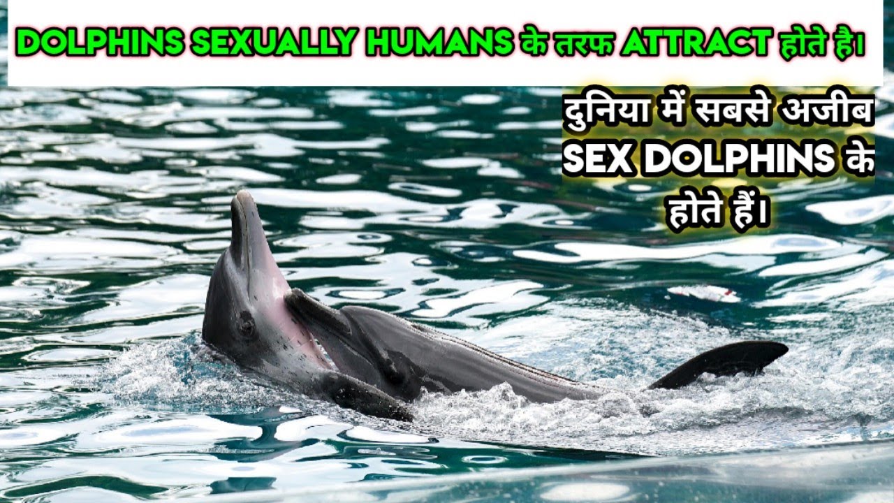 Ten Shocking Facts Of Dolphin Sex । डॉल्फिन्स से जुड़े दस Sex Facts जो आपके होश उड़ा देंगे