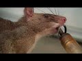 These Rats Can Detect Tuberculosis! | Extraordinary Animals | Series 2 | BBC Earth