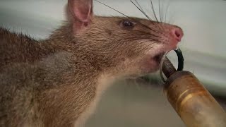 These Rats Can Detect Tuberculosis! | Extraordinary Animals | Series 2 | BBC Earth