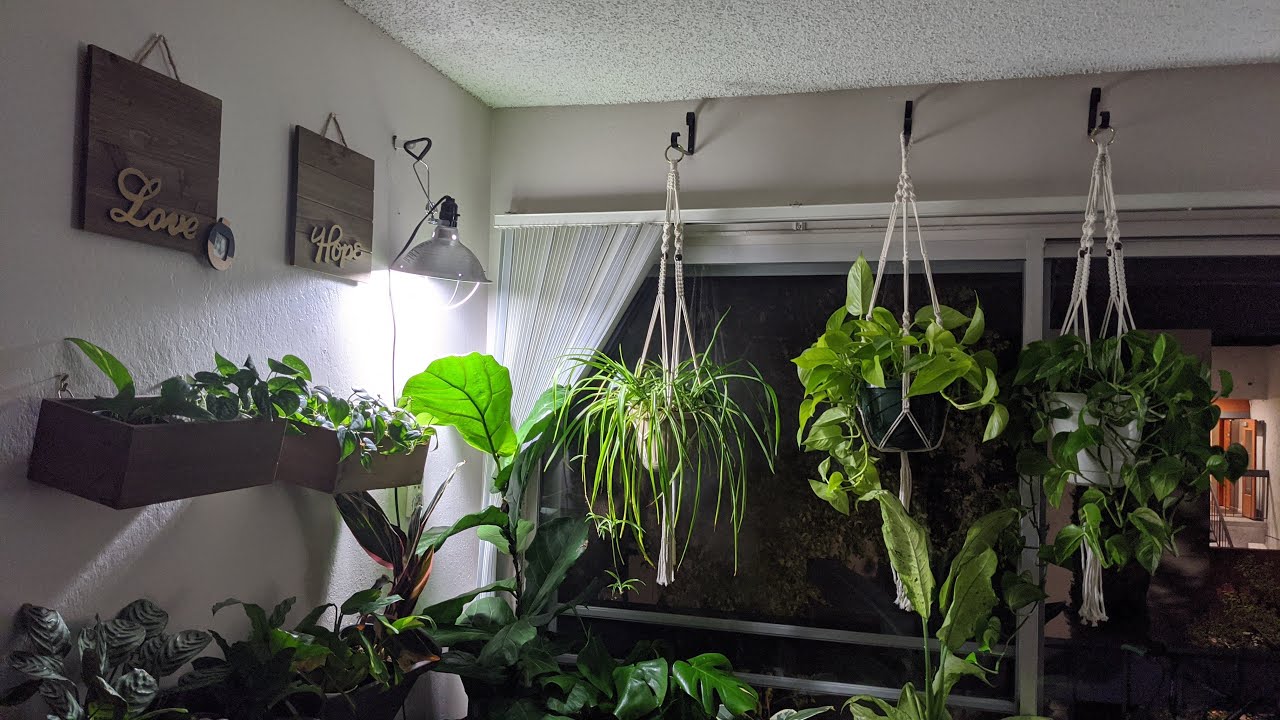 Houseplant Tour 2020 - Living Room - Indoor Plants Tour - Easy Indoor