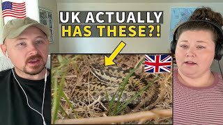 Americans React to UK's Only Venomous Reptile - The Adder Snake by Reacting To My Roots 20,594 views 8 days ago 14 minutes, 35 seconds