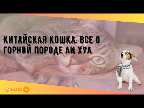 Видео: Внутренняя короткошерстная