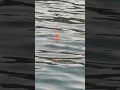 ウキがスーと海に沈むシーンは、何度見ても気分爽快。