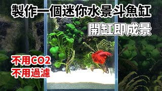 開缸即成景製作一個迷你水景斗魚缸不用CO2和過濾也能養的很好|Make a fighting fish waterscape tank. No CO2, no filtration.