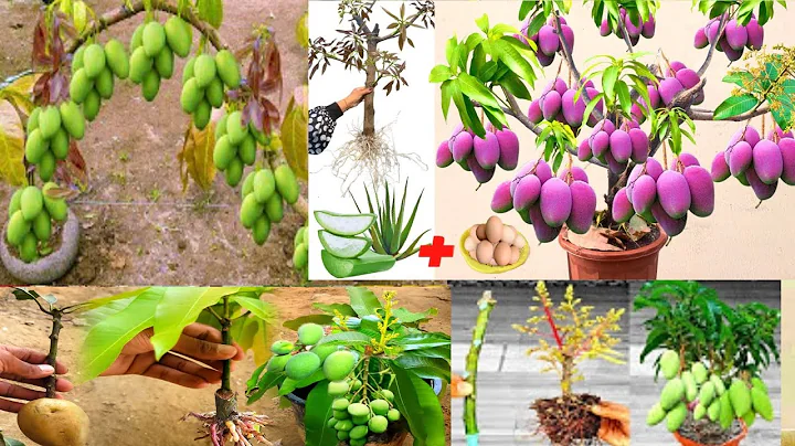 Unique Technique: Grafting Mango Tree Using Coconuts Growing Faster and Has Many Fruits